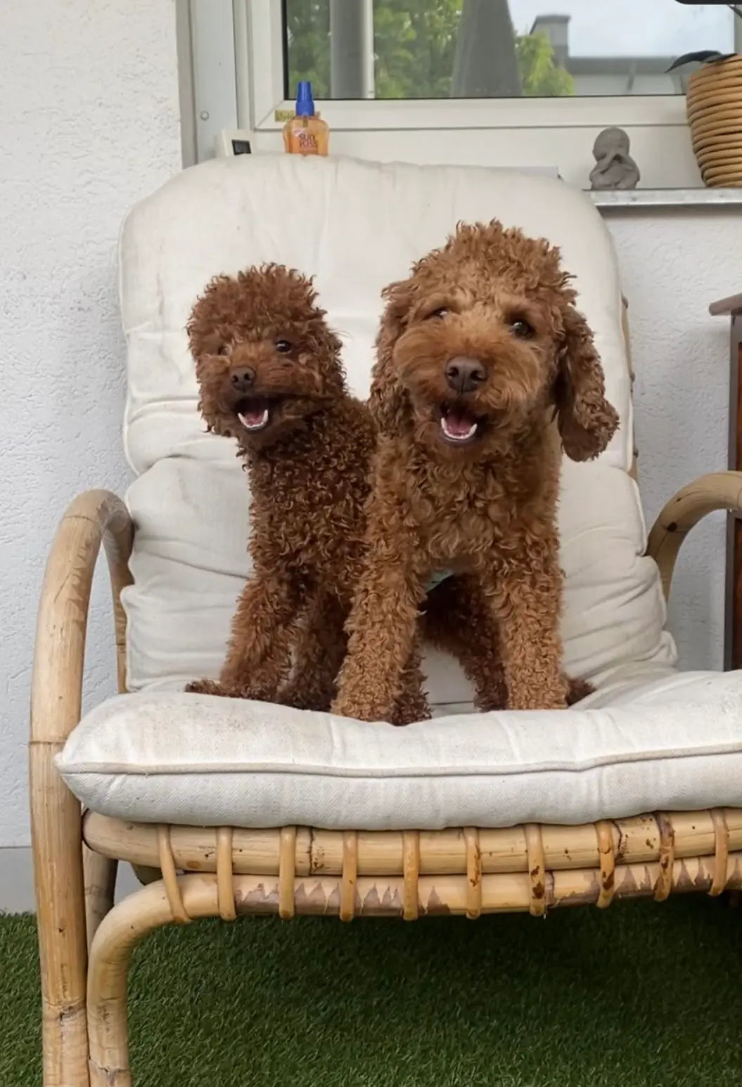 zwergpudel teddy und ellie 